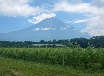 ブドウ畑ツアー